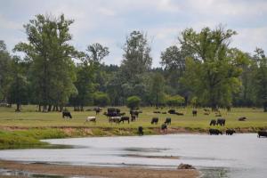 Gallery image of Agroturystyka Staw i koza in Rzewnie +26 photos