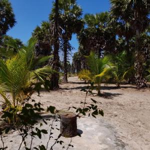 ジャフナにあるMalabar Beach Walkのヤシの木と砂のバスケットがあるビーチ