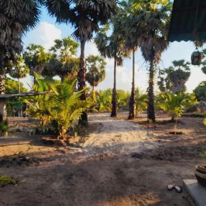 賈夫納的住宿－Malabar Beach Walk，海滩上的一棵棕榈树