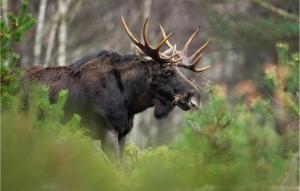 Zvieratá v dovolenkovom dome alebo blízkom okolí