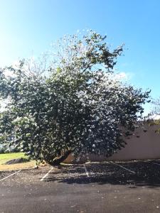 a tree with white flowers in a parking lot at Cosy Apartment in Ebene in Quatre Bornes