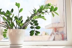a plant in a white vase sitting on a window sill at SEA & LAKE VIEW VILLA in (( Kalive Gjoka ))