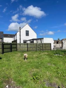 un mouton debout dans un champ à côté d'une clôture dans l'établissement Cozy 2 bedroom cottage with log burner close to Loch Ken, à New Galloway