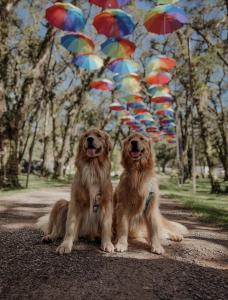 twee honden naast elkaar onder paraplu's bij Pousada Röhsler in Monte Verde