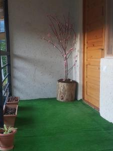 Fotografie z fotogalerie ubytování Guest House Sando v destinaci Bordžomi