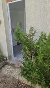 a small pine tree in front of a door at STUDIO COCON VERNON-GIVERNY in Vernon