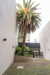 布宜諾斯艾利斯的住宿－La Palmera Homestudio. Hermoso apartamento en el corazón de Palermo Hollywood，一座建筑的庭院里的棕榈树