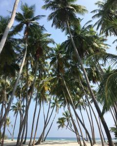 a group of palm trees on a beach at Gaskara Guesthouse in Shaviyani Atoll