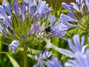 a bee is sitting on a blue flower at Le Clos du Piheux in Thorigné-dʼAnjou