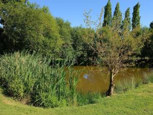 un étang avec un arbre au milieu d'un champ dans l'établissement Le Clos du Piheux, à Thorigné-dʼAnjou