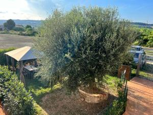a large olive tree in a pot on a fence at Lu Prete in Campofilone +6 photos