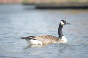 a duck swimming on a body of water at Hotel Restaurant Brasserie Feestzaal Ahoi, Kortrijk in Kortrijk