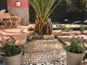 A garden outside Casa VivaQi Tenerife