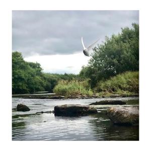Ein weißer Vogel fliegt über einen Fluss in der Unterkunft Dromdiah Lodge in Killeagh
