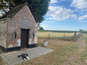 a dog laying in front of a brick building at Route 123 Birchwood Pension in Kortessem