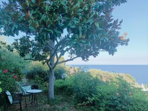 Zdjęcie z galerii obiektu Villa Magnolia w mieście Santa-Maria-di-Lota +33 zdjęcia