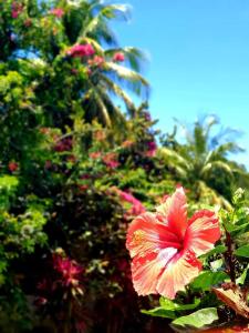 eine rote Blume vor einigen Bäumen in der Unterkunft Gîte 4 étoiles, la Vieille Sucrerie St Claude Guadeloupe, Jacuzzi Spa privatif, vue exceptionnelle sur la mer des Caraïbes in Basse-Terre