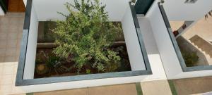 an overhead view of a plant in a room at Puerto Rico apartamento 1 dormitorio wifi piscina in Mogán