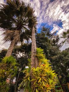 two palm trees in front of a cloudy sky at Eco Hotel las Palmas in Armenia