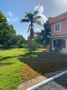 a palm tree in a yard next to a house at Bongo Lodge in Las Galeras