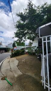 a dog walking in front of a building at Raon THT Hotel in Da Lat