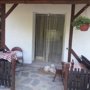 a white dog laying on a rug in front of a window at Sljivik in Niš