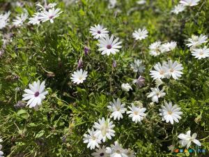 Fotografie z fotogalerie ubytování VH CostaBlanca - GOLONDRINA v destinaci Calpe + 29 fotografií