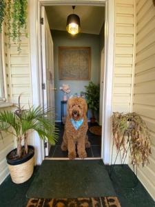 a dog standing in the doorway of a house at Yours and Theirs Pet Friendly Accommodation in Myrtleford