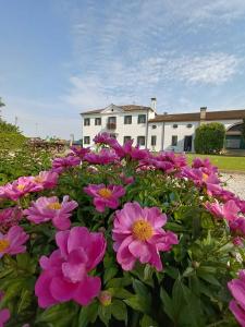 un mazzo di fiori rosa di fronte a un edificio di Agriturismo Villa Greggio a Casalserugo