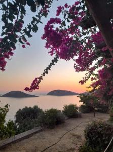 a view of a body of water with pink flowers at Niotis Studios in Kalymnos