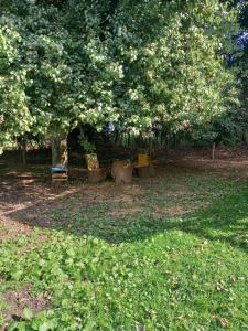 ein Park mit zwei Bänken unter einem Baum in der Unterkunft Les Insolites de Nini in Grainville-Ymauville