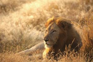a lion laying in the grass in a field at Imagine Africa Luxury Tented Camp in Balule Game Reserve