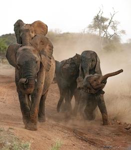 a group of elephants walking on a dirt road at Imagine Africa Luxury Tented Camp in Balule Game Reserve