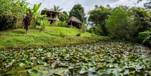Gallery image of Bluff Hidden Paradise in Bocas del Toro