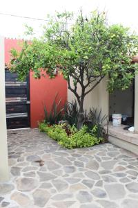 a tree in a courtyard with a red wall at San Angel Villas in San Antonio