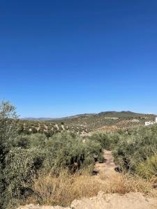 a dirt road in the middle of a field with bushes at LaFrenchTouch - Escapada rural en una coqueta casa in Villanueva de Tapia +2 photos