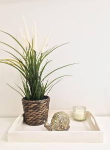 a potted plant sitting on a white shelf at Emerald Mini Suite:Your deluxe studio in Kalamaria in Thessaloniki