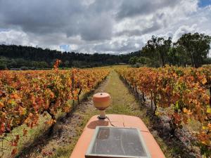 a machine in a field of wine grapes at Sancerre Estate in Ballandean