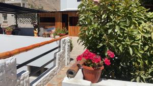 a potted plant on a railing next to a tree at Paraiso Palmeras - Cabanaconde in Cabanaconde