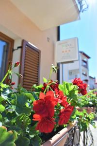 Un mazzo di fiori rossi in una scatola della finestra. di Apartments & Rooms Ivana a Rovigno (Rovinj)