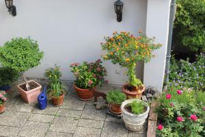 a bunch of potted plants sitting next to a wall at Auszeit im Rheingau in Eltville