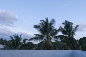 twee palmbomen achter een betonnen muur bij Cottage 23 in Kurunegala