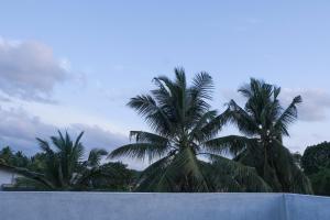 due palme dietro un muro di cemento di Cottage 23 a Kurunegala