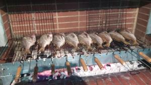 カリムノスにあるKazonis Studiosの檻の中に座る鳥の群れ