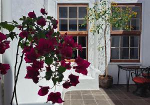 une plante avec des fleurs rouges devant une fenêtre dans l'établissement Casa de las Flores - Hotel Boutique Lanzarote, à Teguise