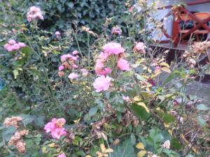 un montón de rosas rosas en un jardín en Kerékpáros és Zarándok Vendégház, en Apostag