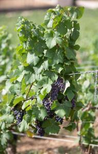 un montón de uvas colgando de una planta en Gite "le millésime", en Épernay