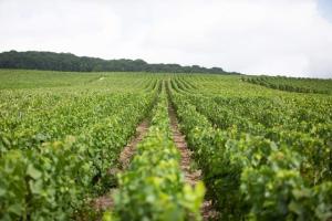 un gran campo de soja con filas de plantas verdes en Gite "le millésime", en Épernay