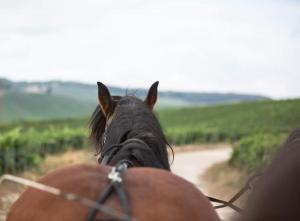 a close up of a horse on a dirt road at Gite "le millésime" in Épernay