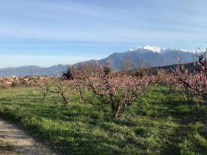 a row of trees in a field with mountains in the background at Chèvrefeuille gîte & chambre d'hôtes in Moltig les Bains